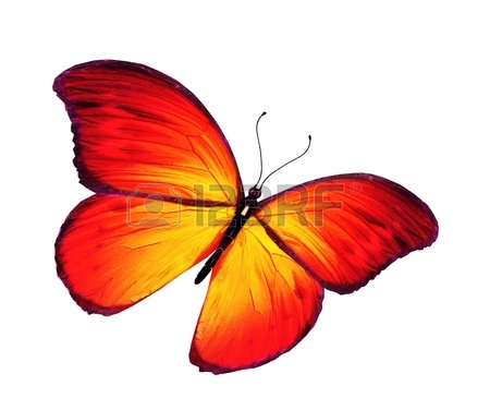 14554342-narancssárga-pillangó-repülés,-elszigetelt,-fehér,-háttér